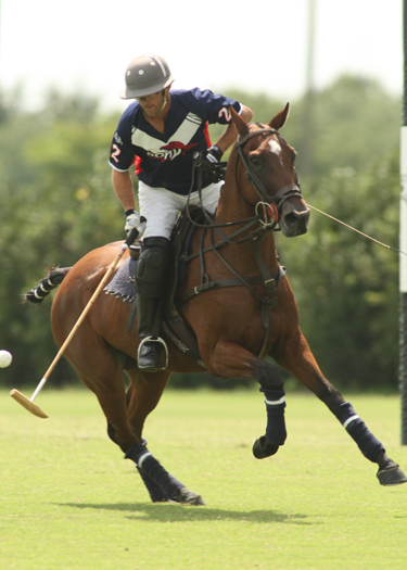 pacheco polo photo susan robb phelps